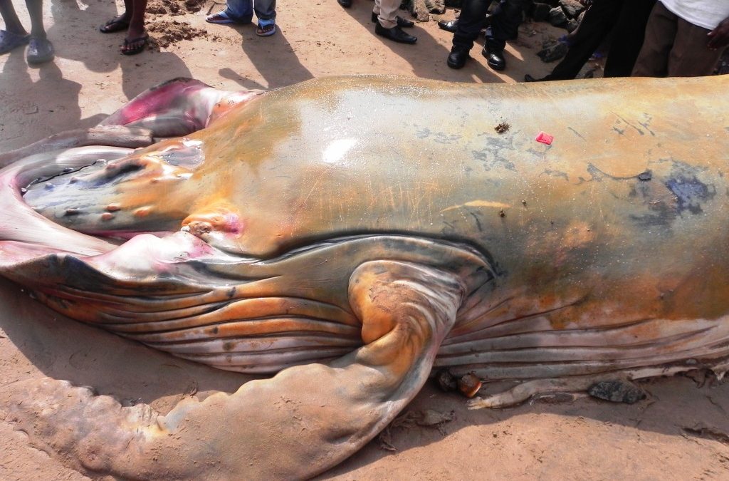 Increase of Whales washed ashore in Ghana