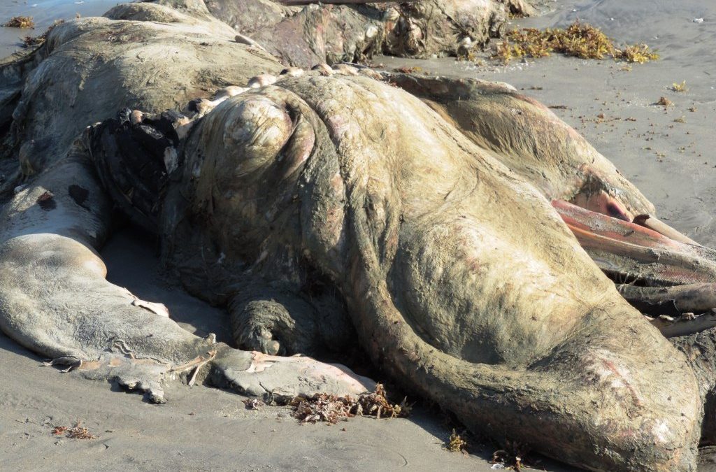 Another dead whale washed ashore in Asanta, Ellembelle District