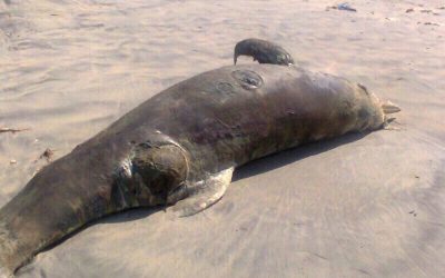 The 19th marine mammal washed ashore in Ghana since 2009