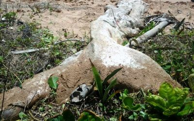 Another dead whale in Ghana: 20th incident in four years