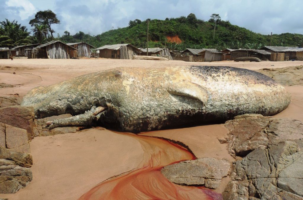 21st dead whale washed ashore on the coast of Western Region of Ghana