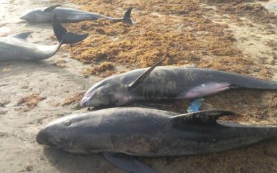 Press release on the washing ashore of melon headed whales and other fishes in-some coastal communities of Ghana