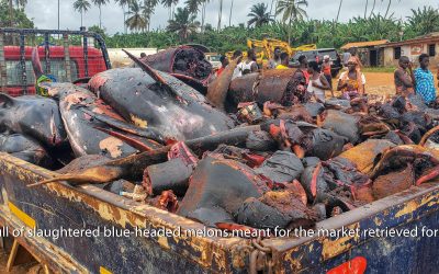 Over 120 melon-headed whales wash ashore Axim