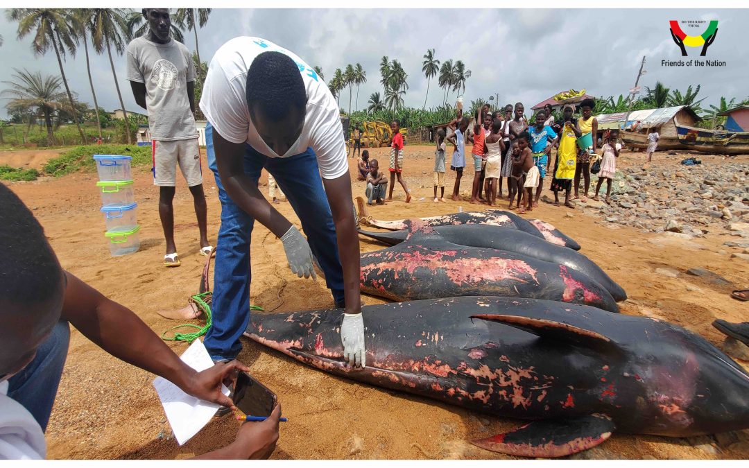 PRESS RELEASE: TAKE ACTION TO REDUCE MARINE MAMMAL BYCATCH AND SAVE GHANA’S FISHERIES