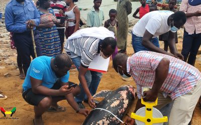 Marine Mammals Bycatch