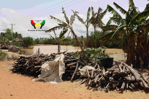 Mangrove harvested at Anlo Beach
