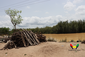 Mangrove harvested at Anlo Beach