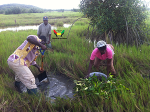 Mangrove restoration and enrichment exercise with FoN