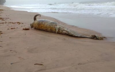 Whale washes ashore at Akwidae in the Western Region