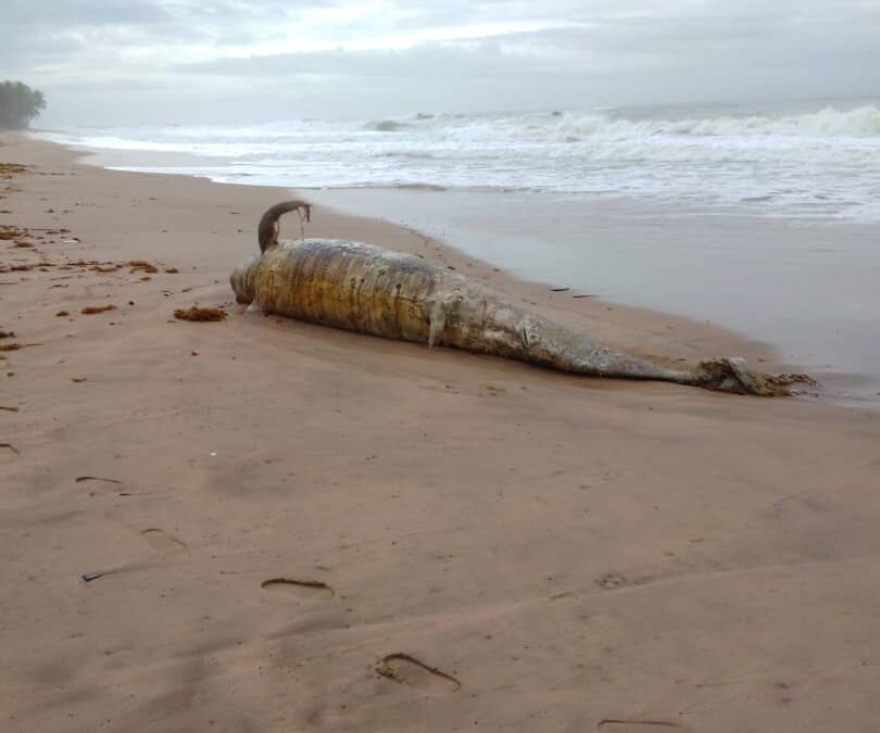 Whale washes ashore at Akwidae in the Western Region