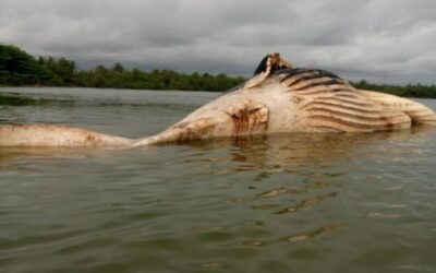 Pricess Town: Marine Mammal washes ashore